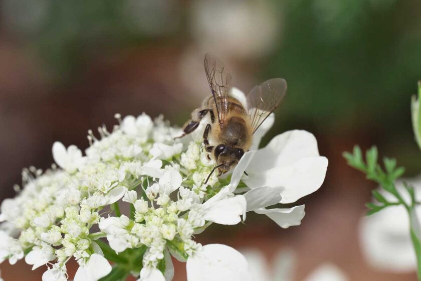 Včela na bielom kvete lúčovky pripomínajúci krajku