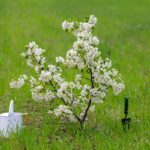 Stromy vhodné na výsadbu do trávnika