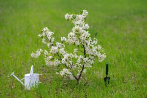 Do trávnika nesaďte hocijaký strom! Tieto druhy odporúča záhradný architekt Martin Čurda