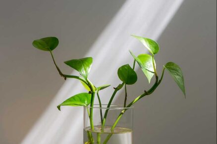 Výhonky potosovca v sklenenej váze s vodou