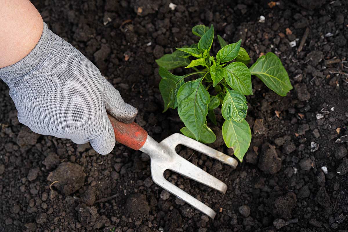 Vysádzanie priesad papriky