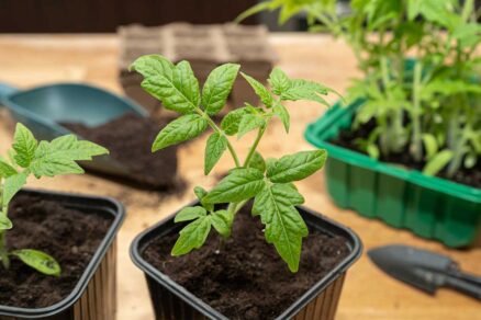 Pikírovanie sadeníc paradajok