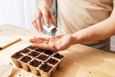 vysev papriky do papierovych kvetinacikov