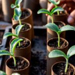 Vysievanie do roliek z toaletného papiera