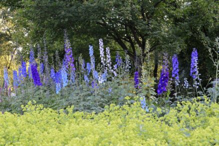 Vysoká trvalka s názvom stračonôžka