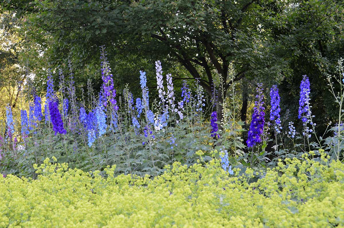 V záhrade funguje stračonôžka ako prirodzený vertikálny akcent. Foto: Shutterstock