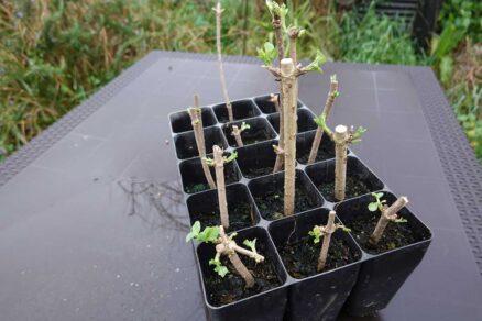 Odrezky bazy v kvetináčikoch