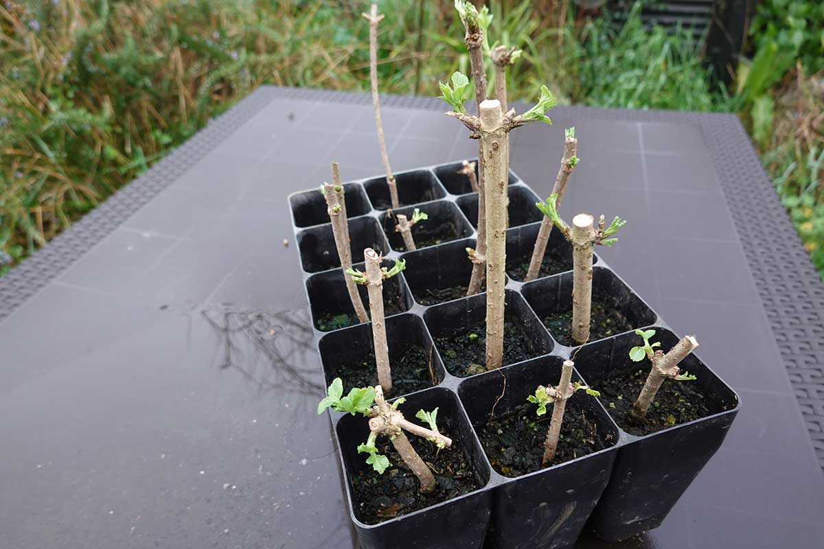 Odrezky bazy v kvetináčikoch