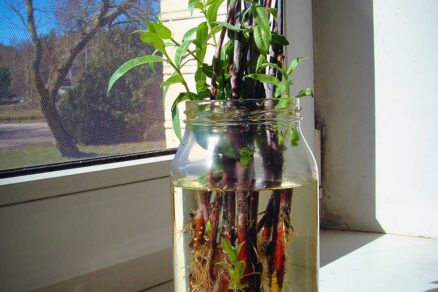 Zakoreňovanie odrezkov vŕby vo váze s vodou