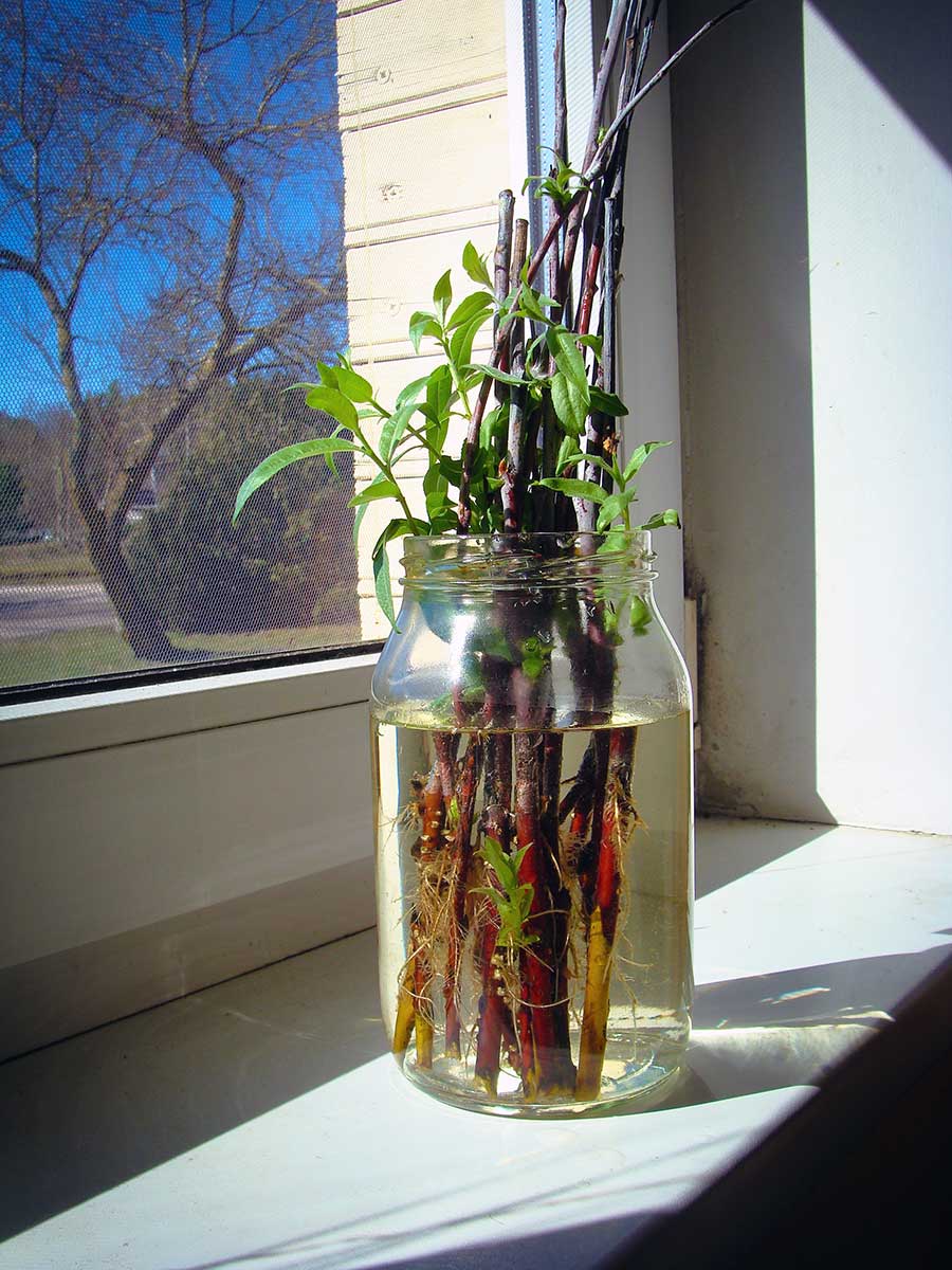 Zakoreňovanie odrezkov vŕby vo váze s vodou