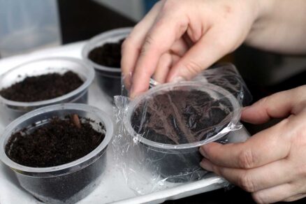 Zakrytie kelímkov s vysiatym osivom priesvitnou fóliou