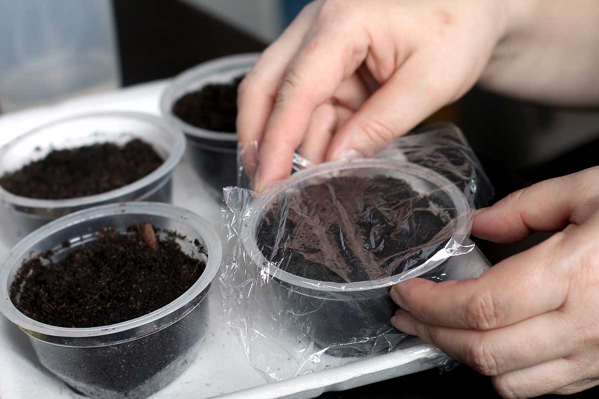 Zakrytie kelímkov s vysiatym osivom priesvitnou fóliou 