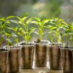 Zásady výsevu a predpestovania paprík