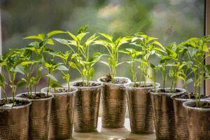 Pred výsevom paprík si prečítajte toto: Odborník odpovedá na 7 dôležitých otázok