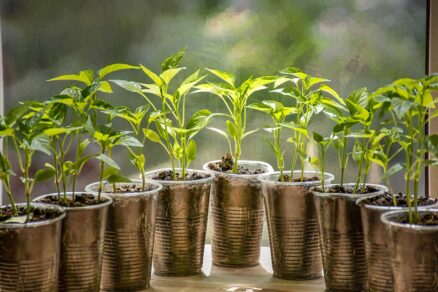 Zásady výsevu a predpestovania paprík