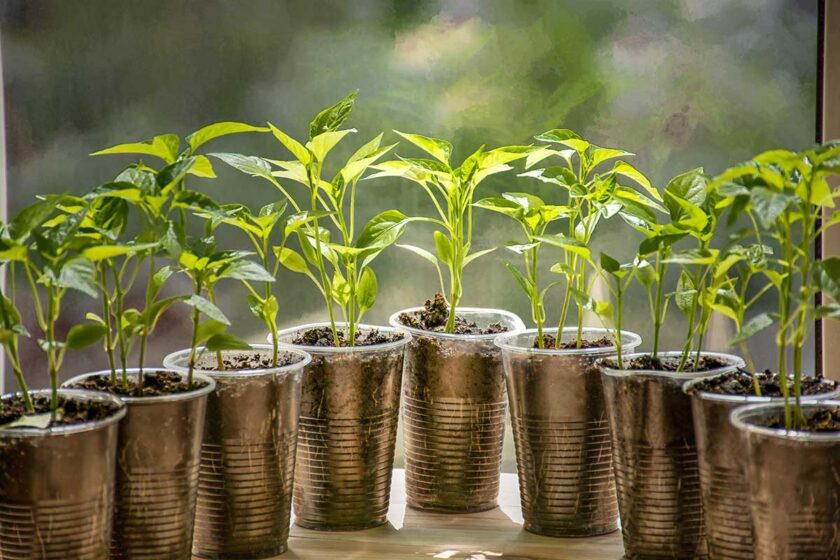 Zásady výsevu a predpestovania paprík