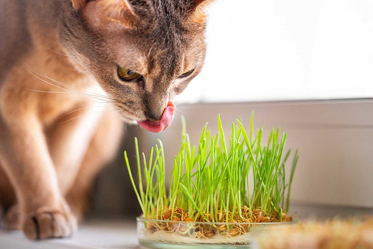 Tráva vhodná pre mačku 