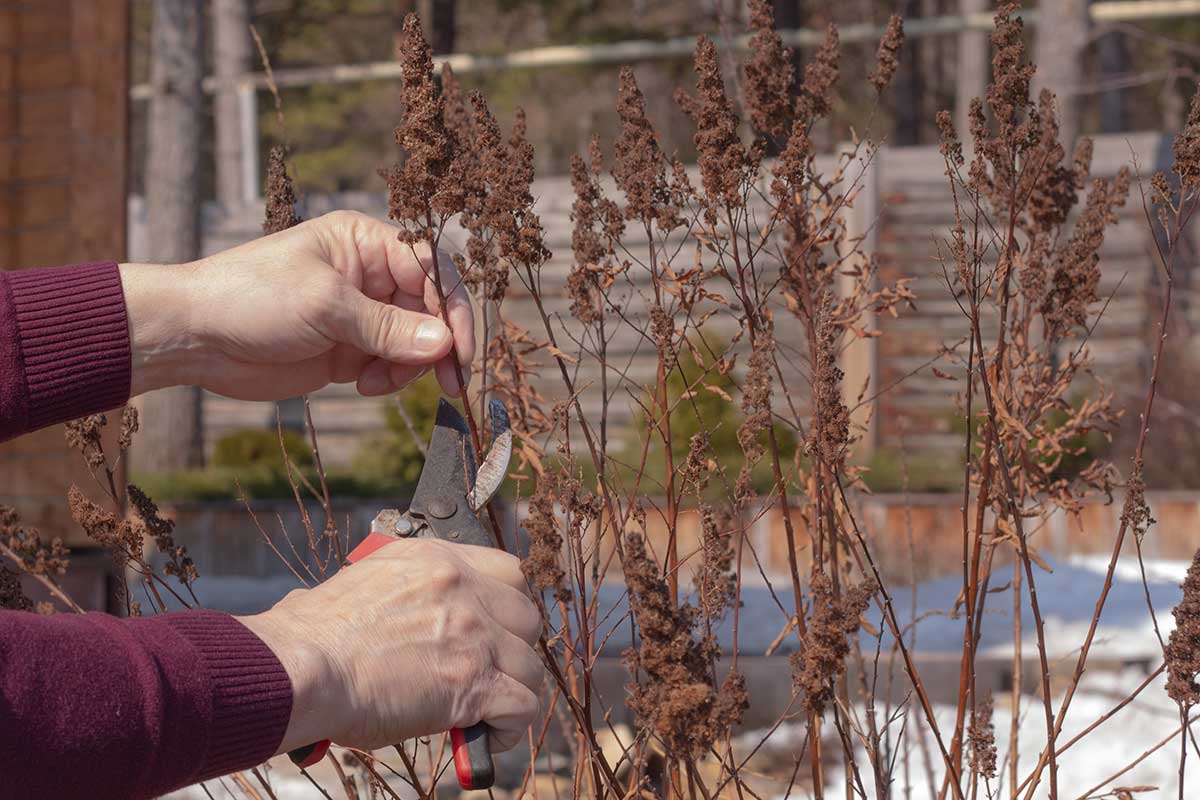 Predjarný rez tavoľníkov