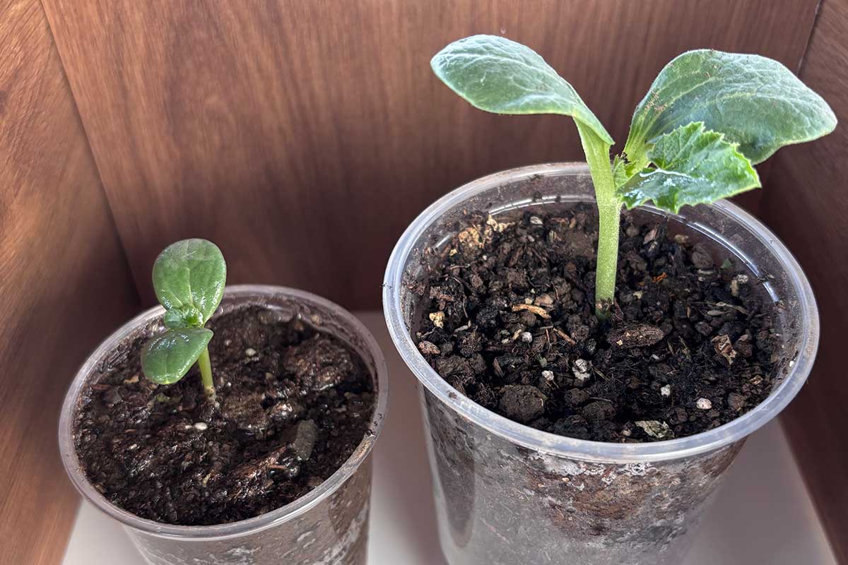 Mladé rastlinky melónu vľavo a tekvice vpravo