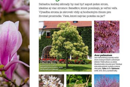 Článok 20 najkrajších stromov s jarným efektom