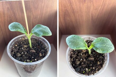 Príprava rastliniek tekvice a melóna na vrúbľovanie