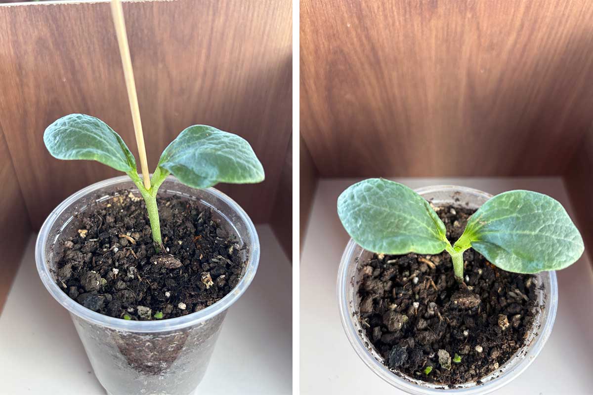 Príprava rastliniek tekvice a melóna na vrúbľovanie