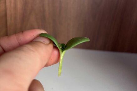 Zrezanie stonky melóna do tvaru klina