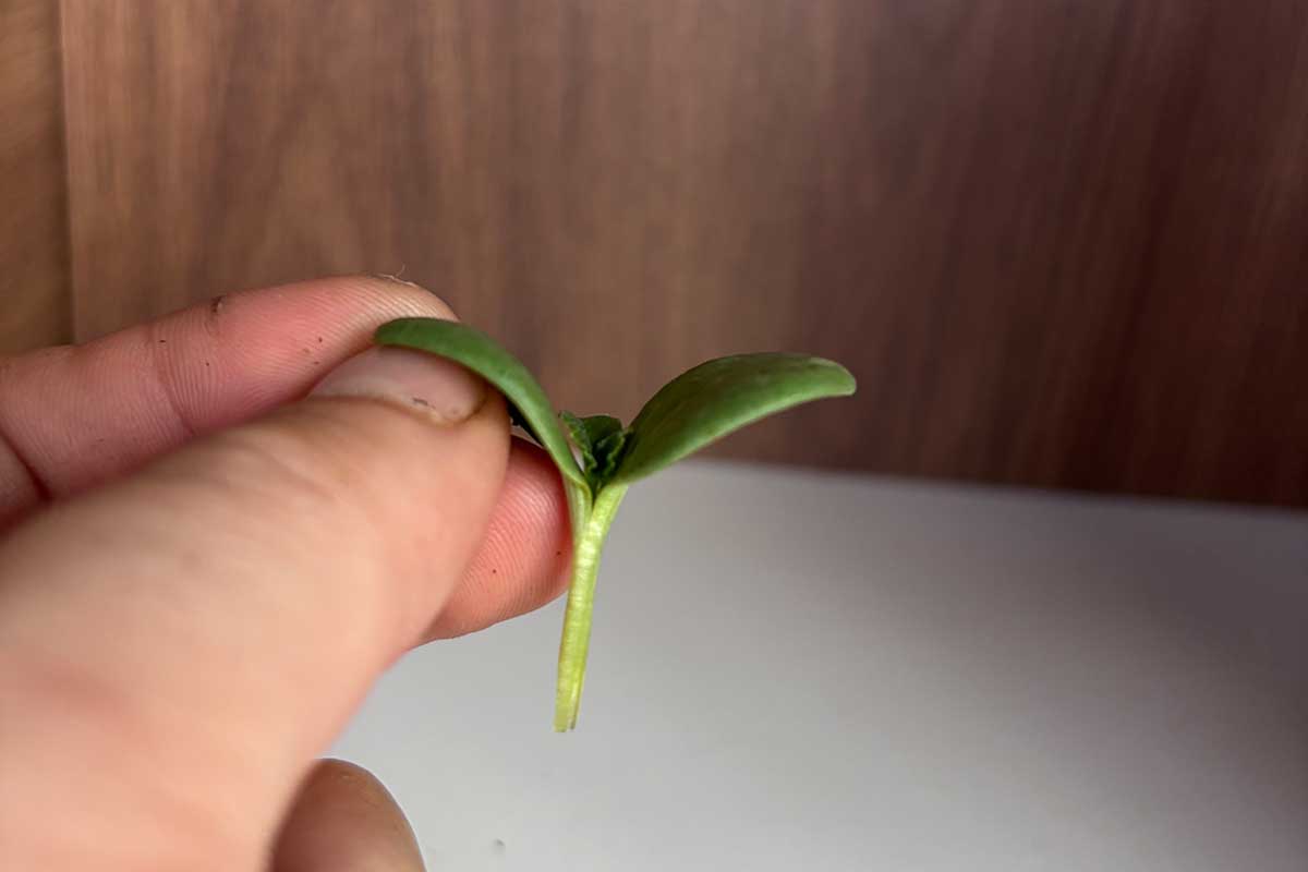 Zrezanie stonky melóna do tvaru klina