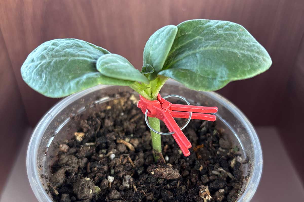 Špeciálne klipy na vrúbľovanie použité pri melóne