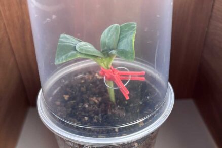 Starostlivosť o vrúbľované rastliny melóna a tekvice