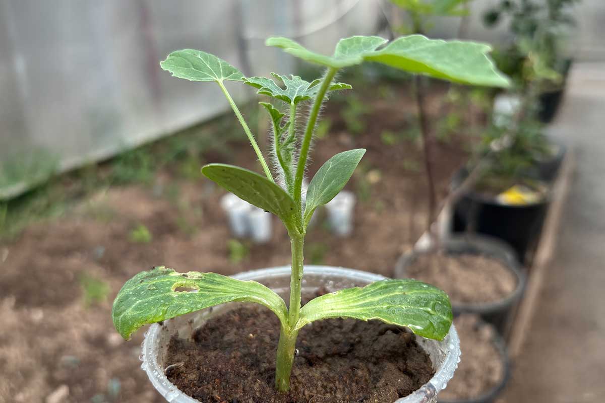 Pripravená sadenica melóna na vysadenie von do záhona