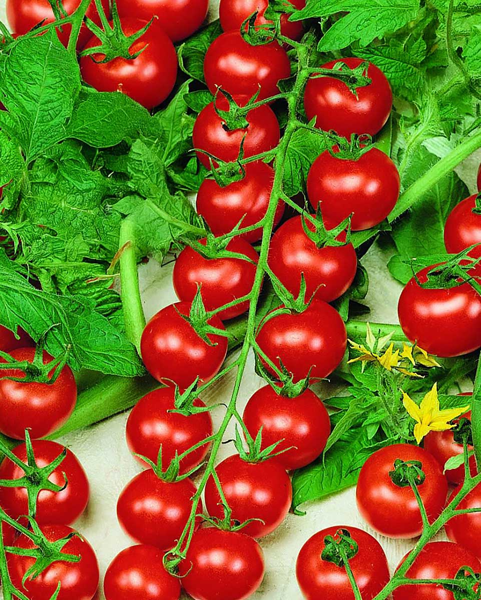 Paradajka odroda Cherolla F1