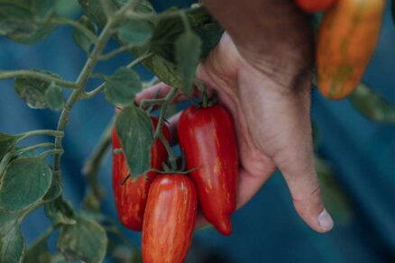 Paradajka odroda Speckled Roman