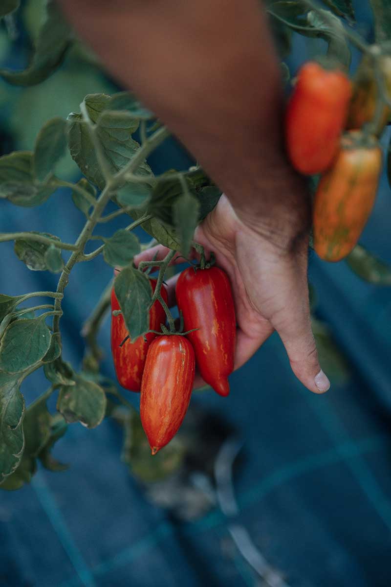 Paradajka odroda Speckled Roman