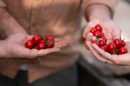 Paradajka odroda Aperitif