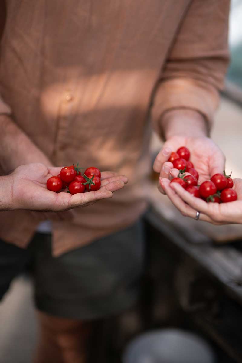 Paradajka odroda Aperitif