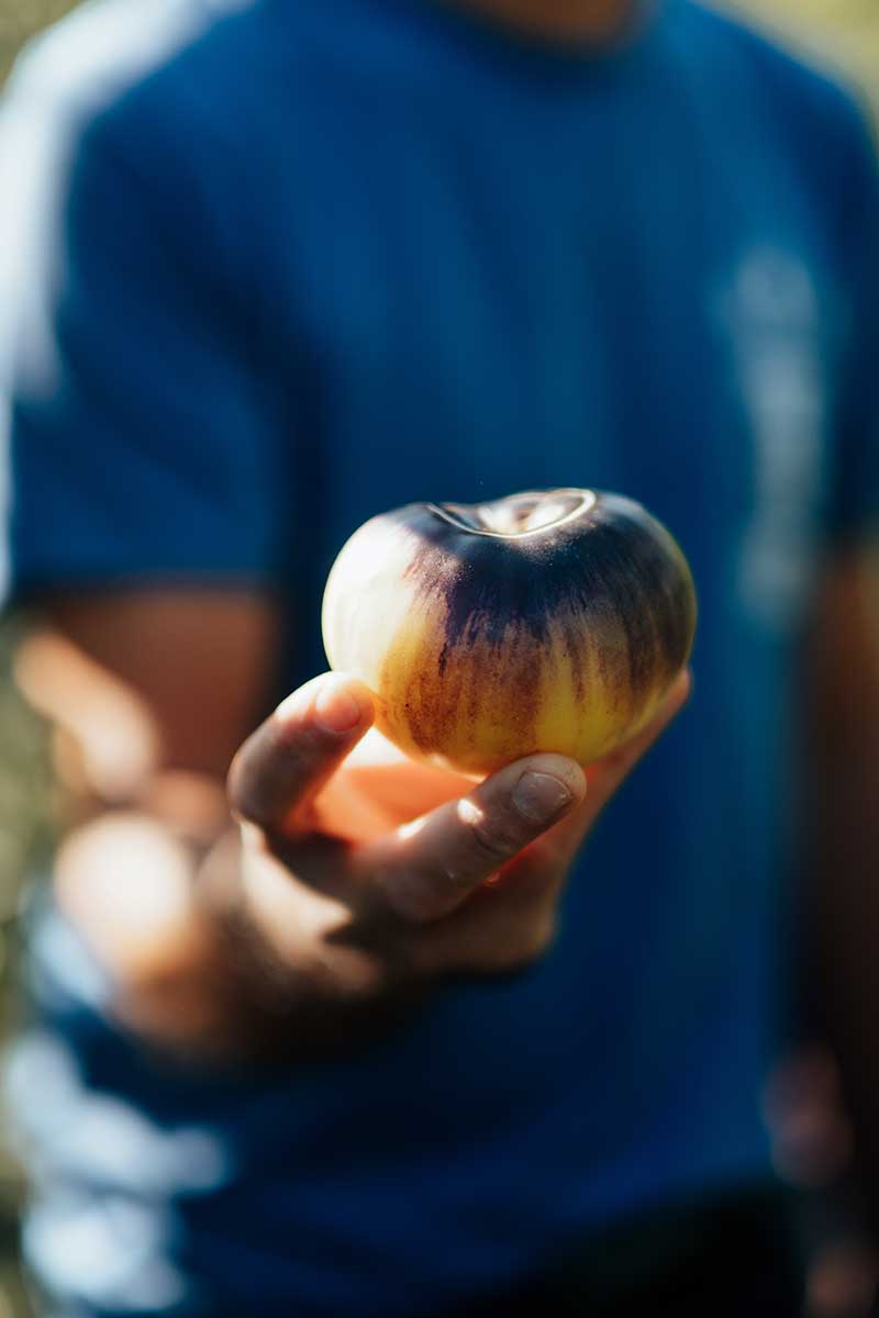 Paradajka odroda Great White Purple Tomato