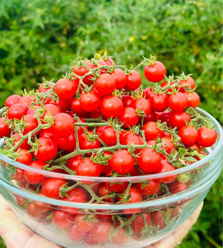 Paradajka odroda Divoké havajské 