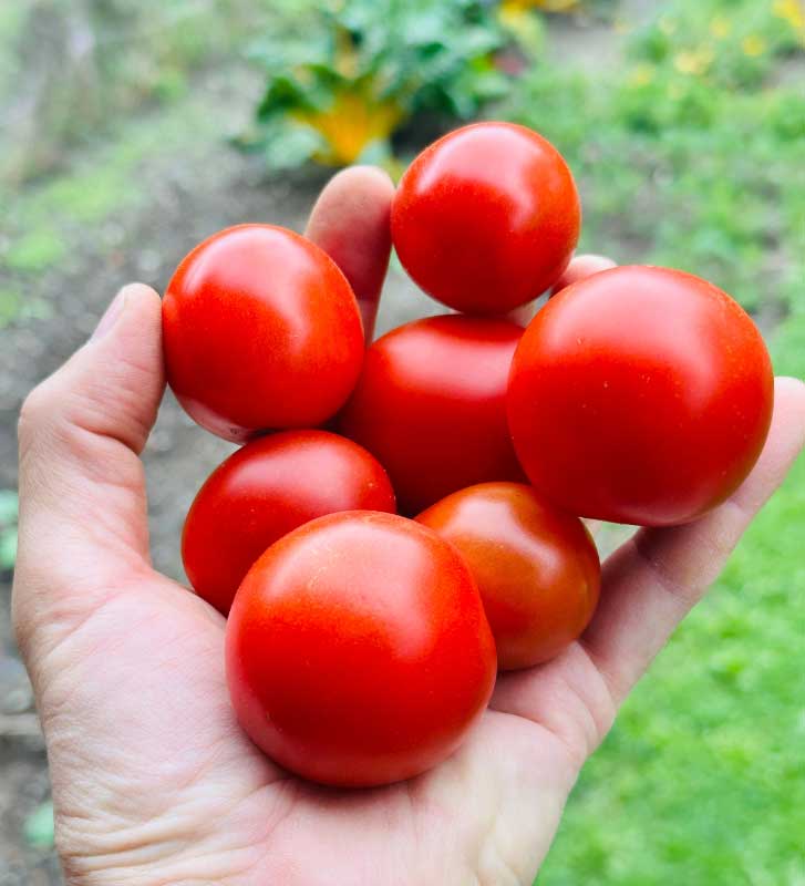 Paradajka odroda Red Punk