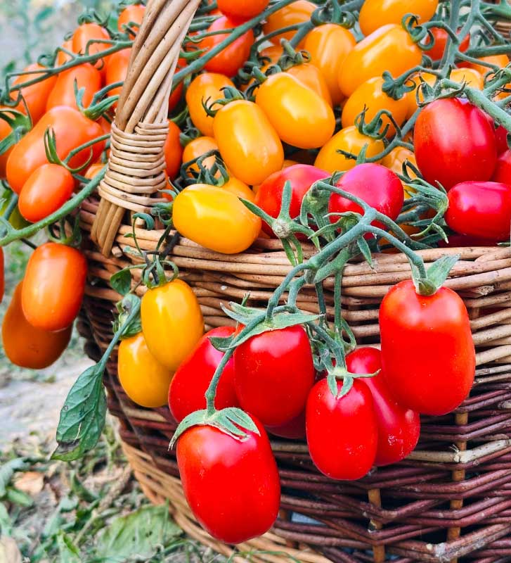 Paradajka odroda Vajce vtáka Ohniváka