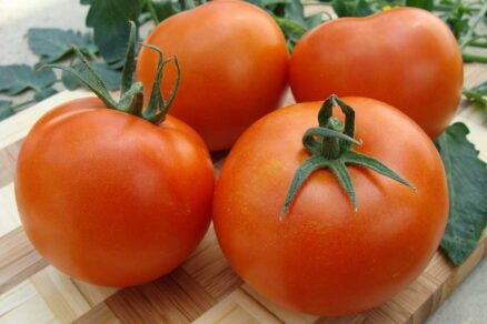 Paradajka odroda Palava F1