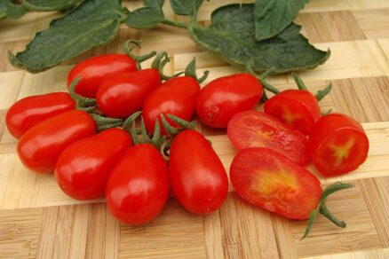 Paradajka odroda Mandat F1