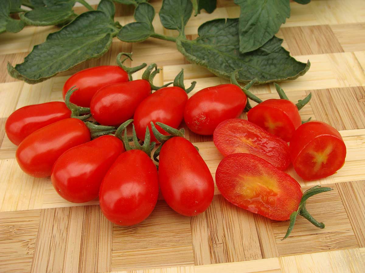 ‘Mandat F1’ Foto: archív MoravoSeed CZ