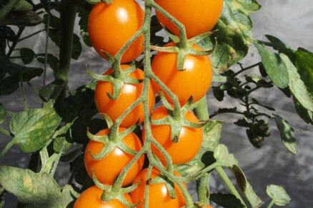 Paradajka odroda Orano F1
