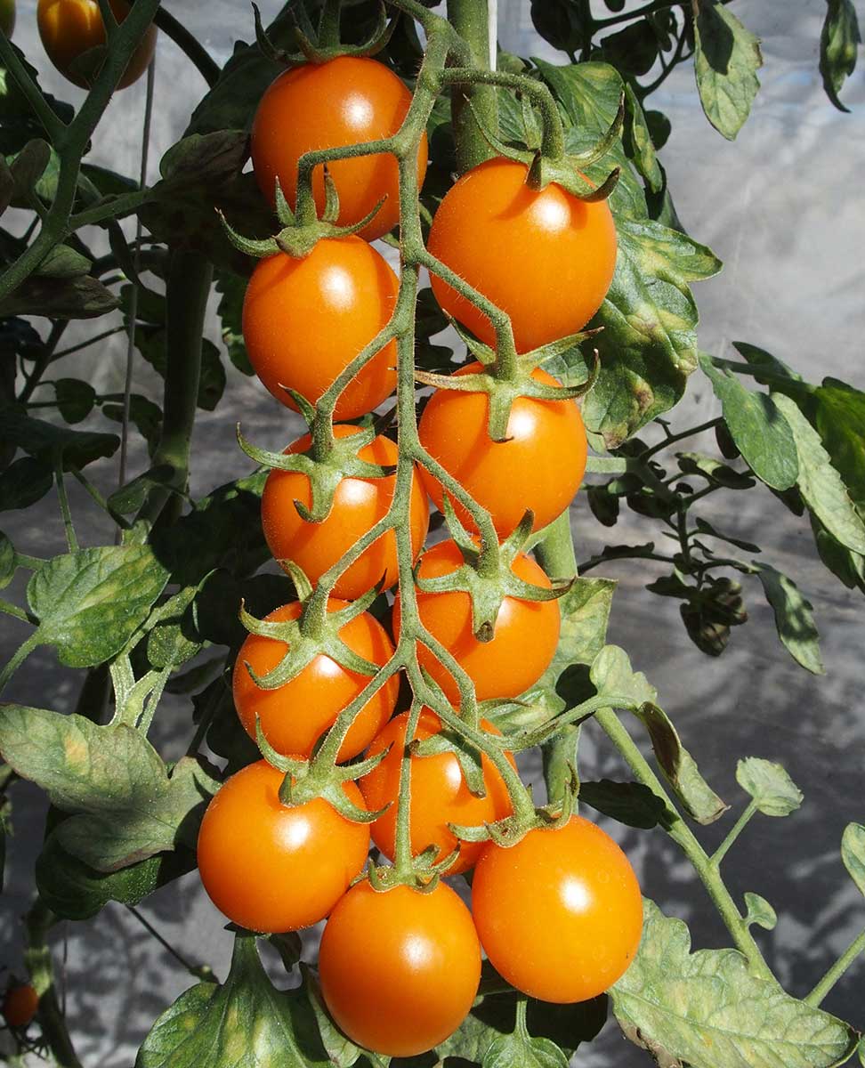 Paradajka odroda Orano F1