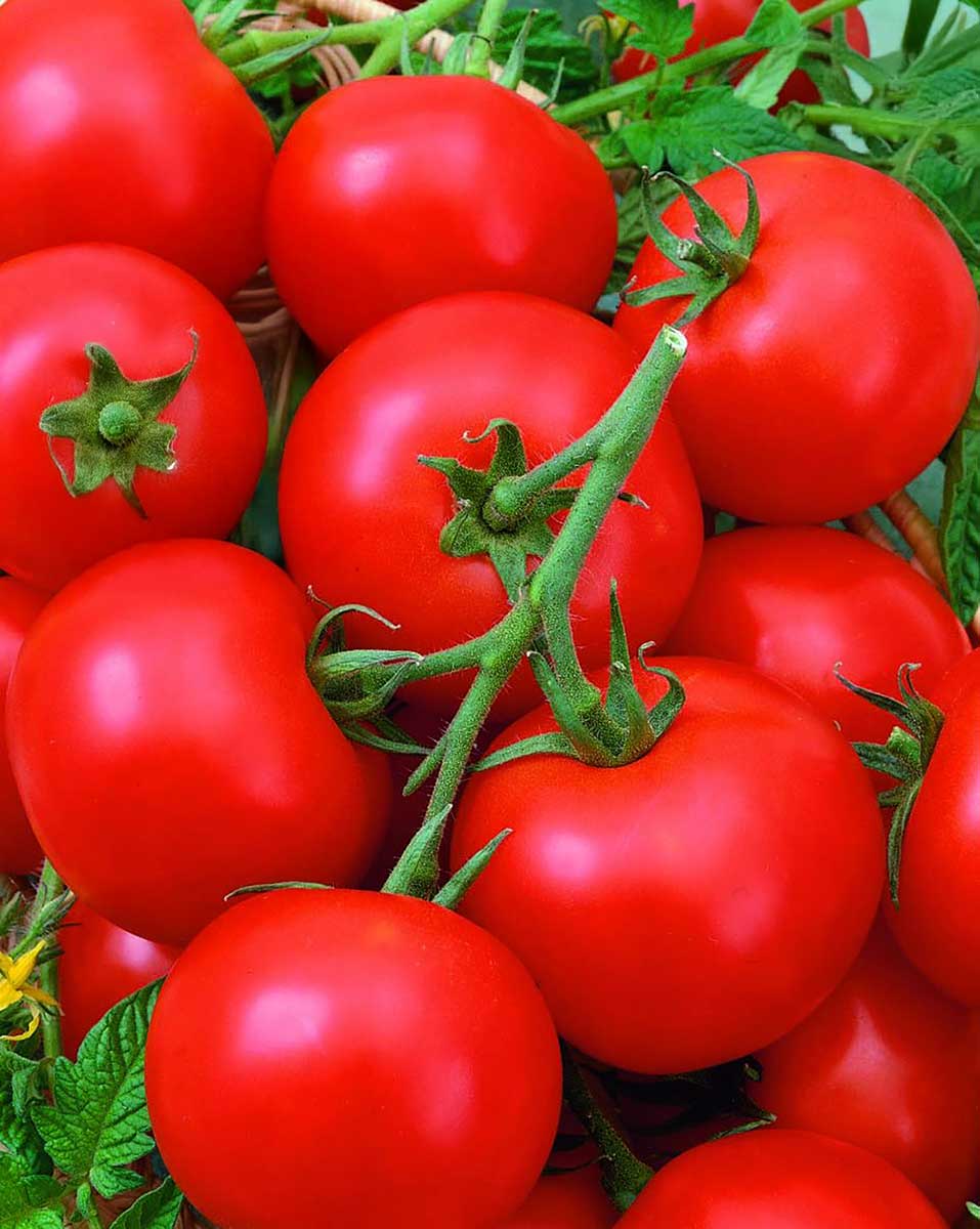 Paradajka odroda Pedro F1