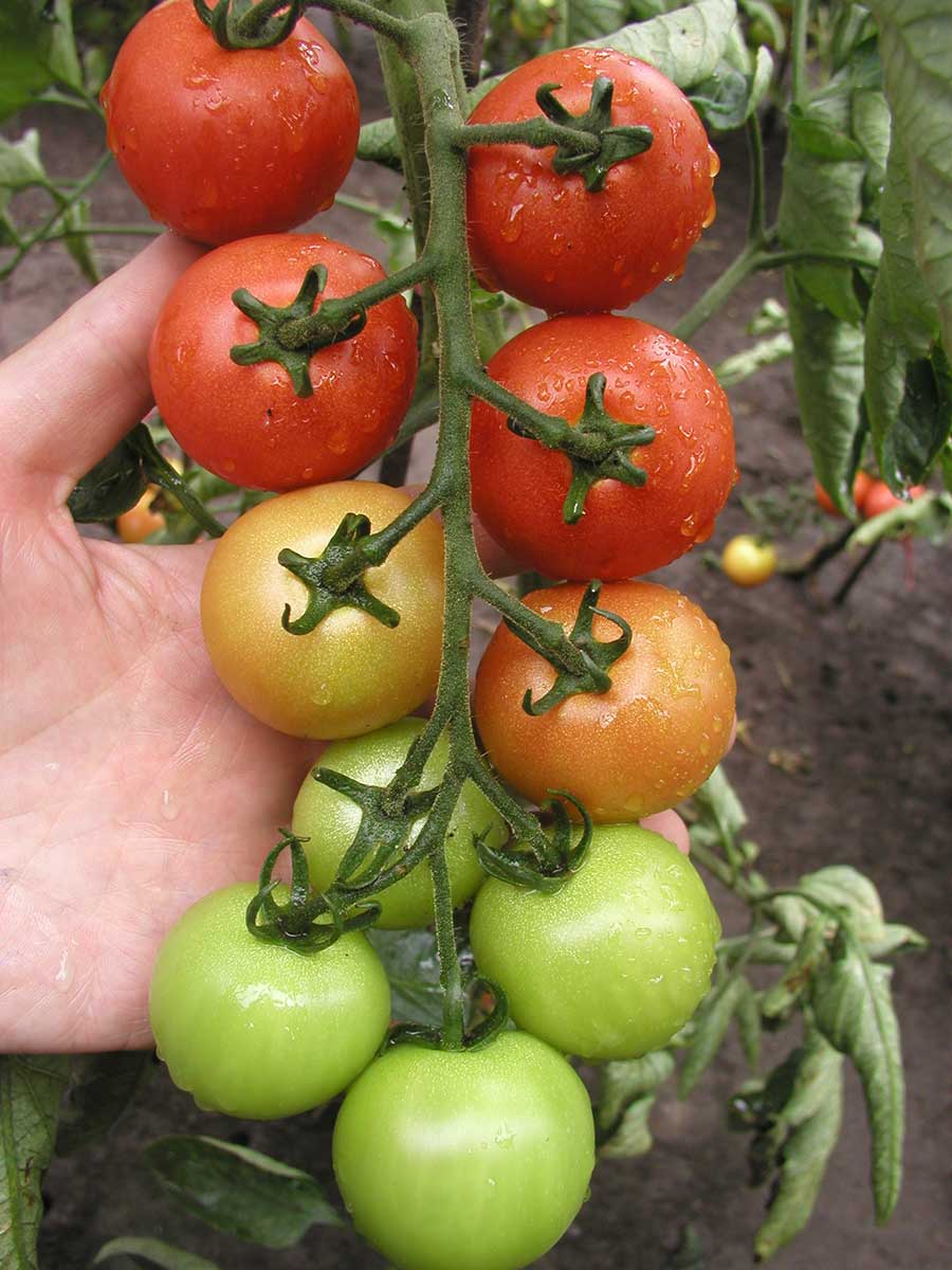 Paradajka odroda Bejbino