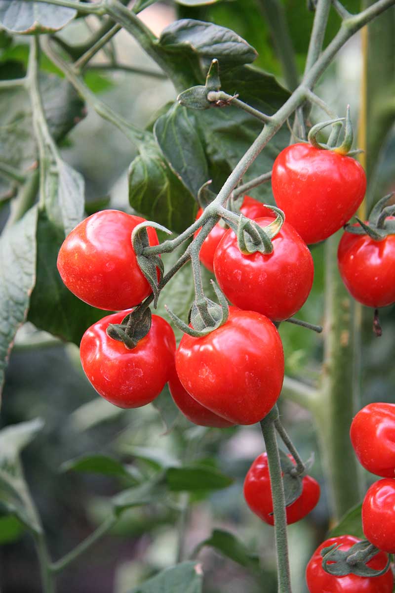 Paradajka odroda Jahodo