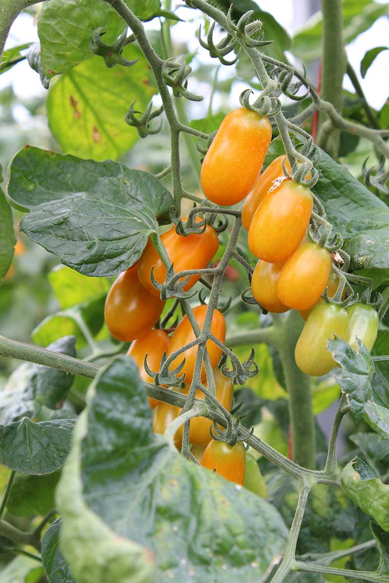 Paradajka odroda Datlo