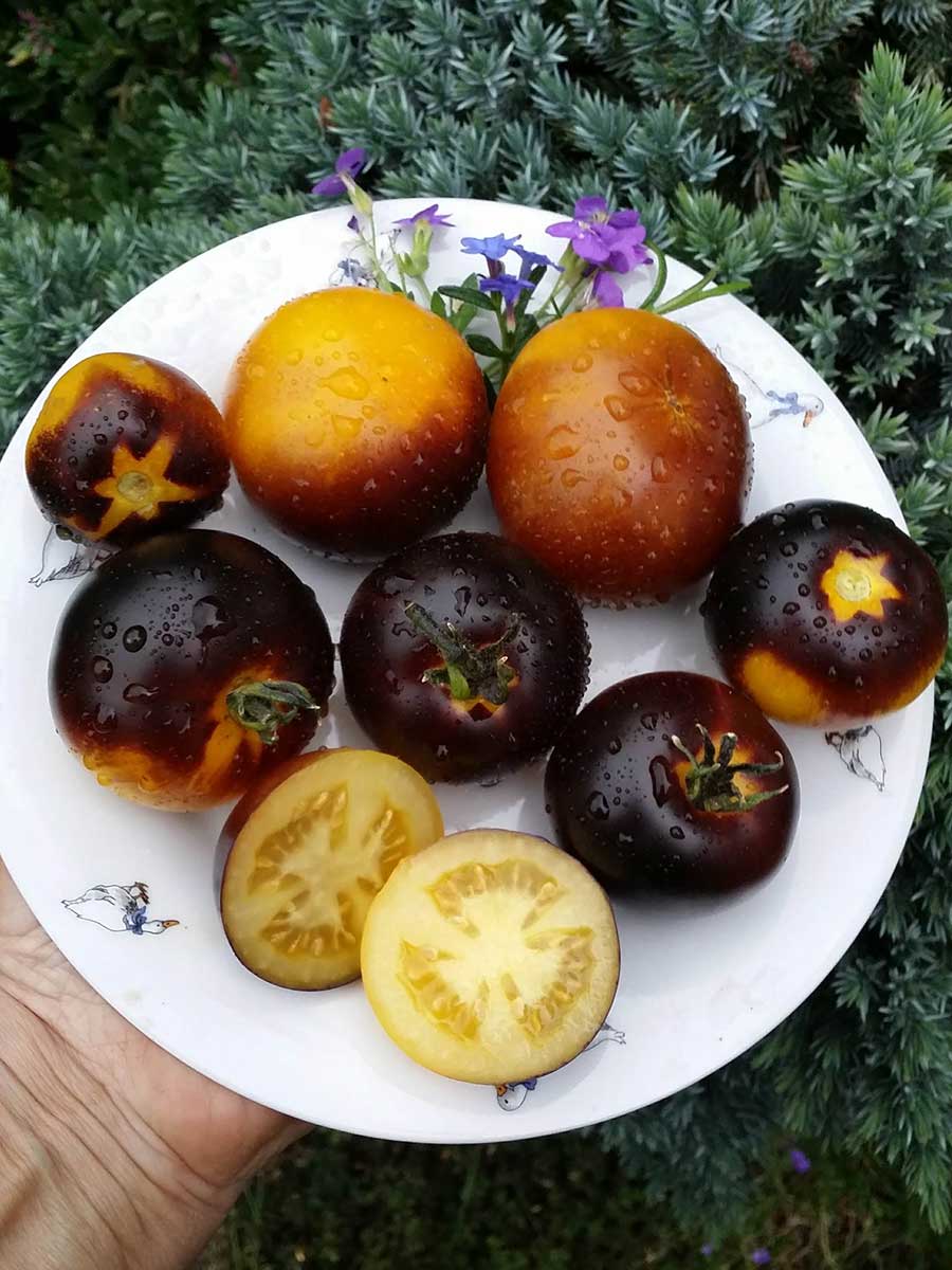 Paradajka odroda Gondwana Moon